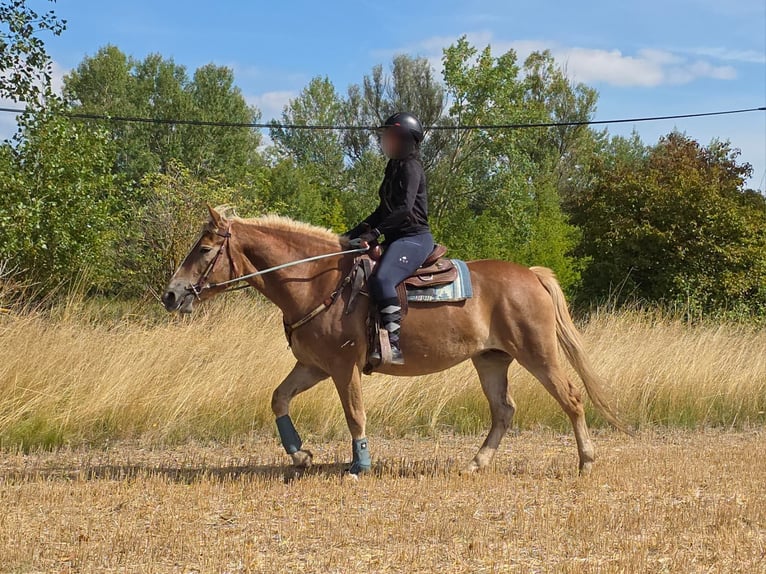 Haflinger Stute 3 Jahre 153 cm Fuchs in Linkenbach