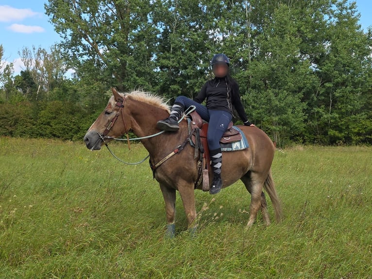 Haflinger Stute 3 Jahre 153 cm Fuchs in Linkenbach