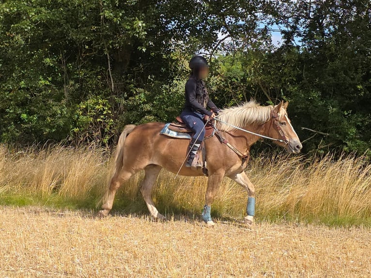 Haflinger Stute 3 Jahre 153 cm Fuchs in Linkenbach