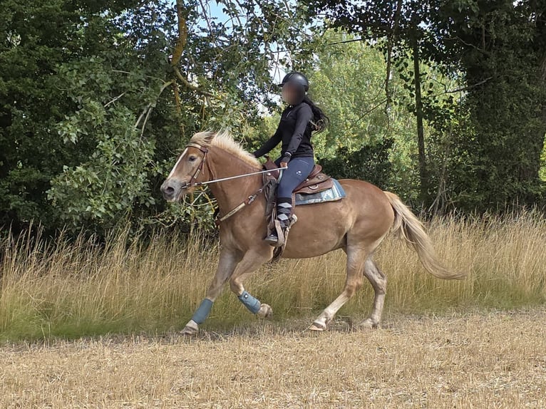 Haflinger Stute 3 Jahre 153 cm Fuchs in Linkenbach