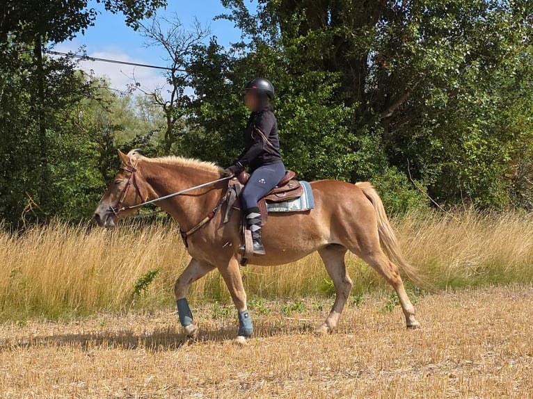 Haflinger Stute 3 Jahre 153 cm Fuchs in Linkenbach