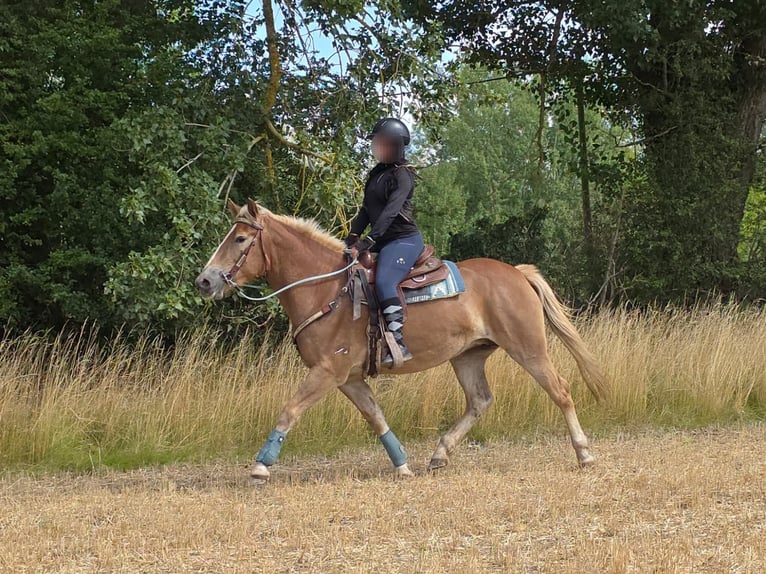 Haflinger Stute 3 Jahre 153 cm Fuchs in Linkenbach