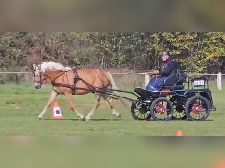 Haflinger Stute 3 Jahre 153 cm Fuchs in Meinersen