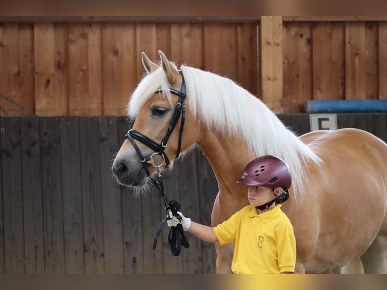 Haflinger Stute 3 Jahre 153 cm Fuchs in Meinersen