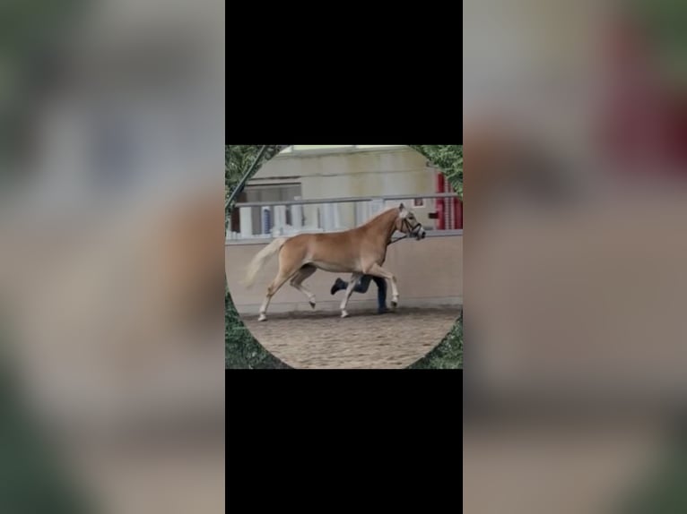 Haflinger Stute 3 Jahre 153 cm Fuchs in Ottenhausen