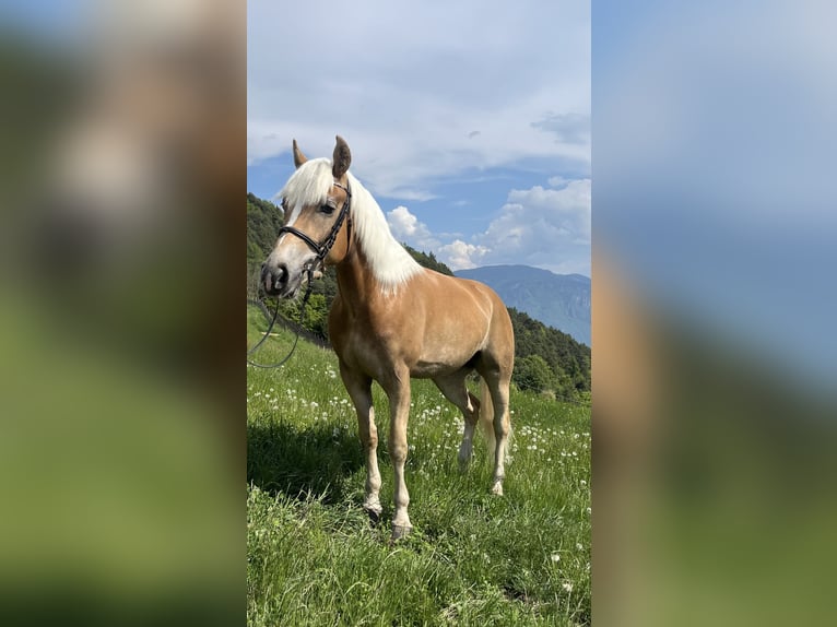 Haflinger Stute 3 Jahre 154 cm  in Jenesien