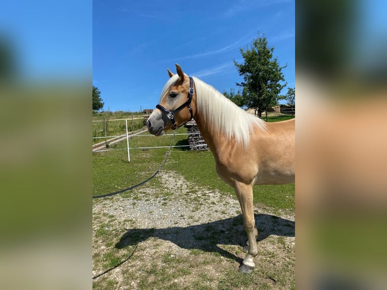 Haflinger Stute 3 Jahre 154 cm  in Zachenberg