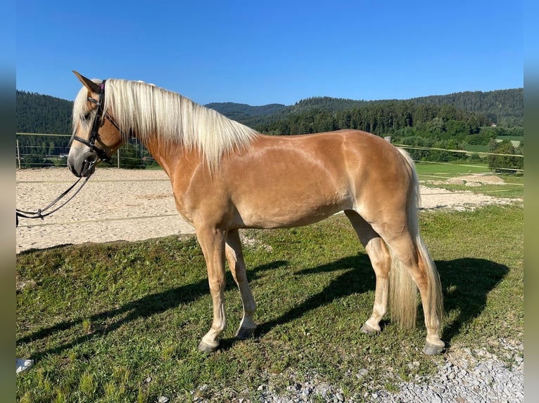 Haflinger Stute 3 Jahre 154 cm  in Zachenberg