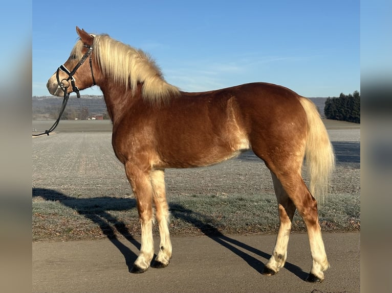 Haflinger Stute 3 Jahre 154 cm Fuchs in Riedlingen