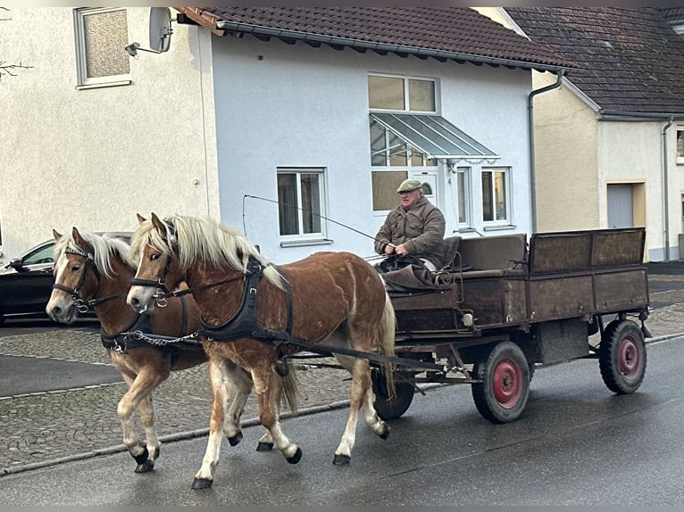Haflinger Stute 3 Jahre 154 cm Fuchs in Riedlingen