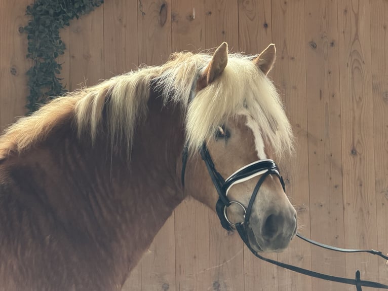 Haflinger Stute 3 Jahre 154 cm Fuchs in Riedlingen
