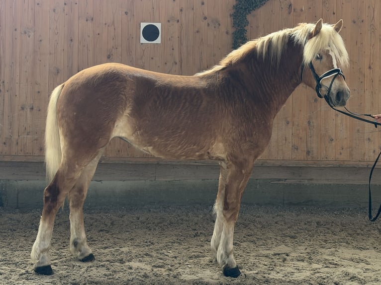 Haflinger Stute 3 Jahre 154 cm Fuchs in Riedlingen