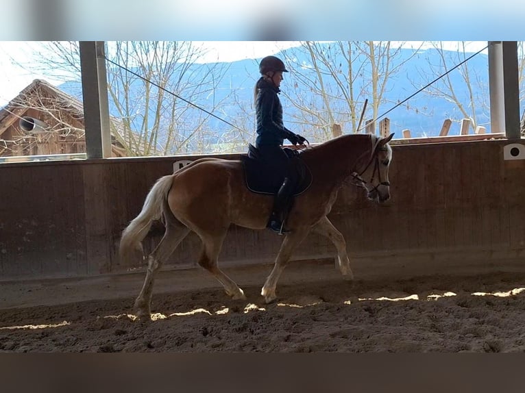 Haflinger Stute 3 Jahre 155 cm Fuchs in Th&#xF6;rl Maglern