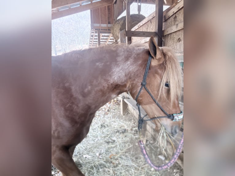 Haflinger Mix Stute 3 Jahre 155 cm Rotfuchs in Augusta
