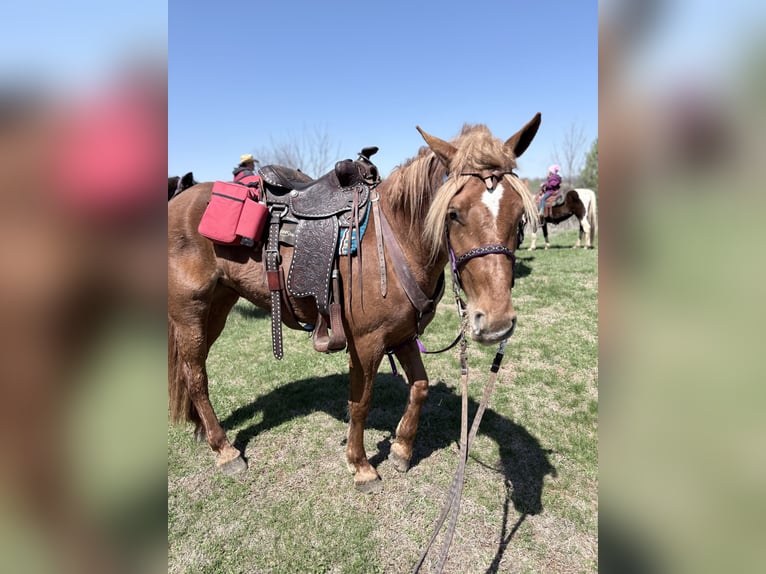 Haflinger Mix Stute 3 Jahre 155 cm Rotfuchs in Augusta
