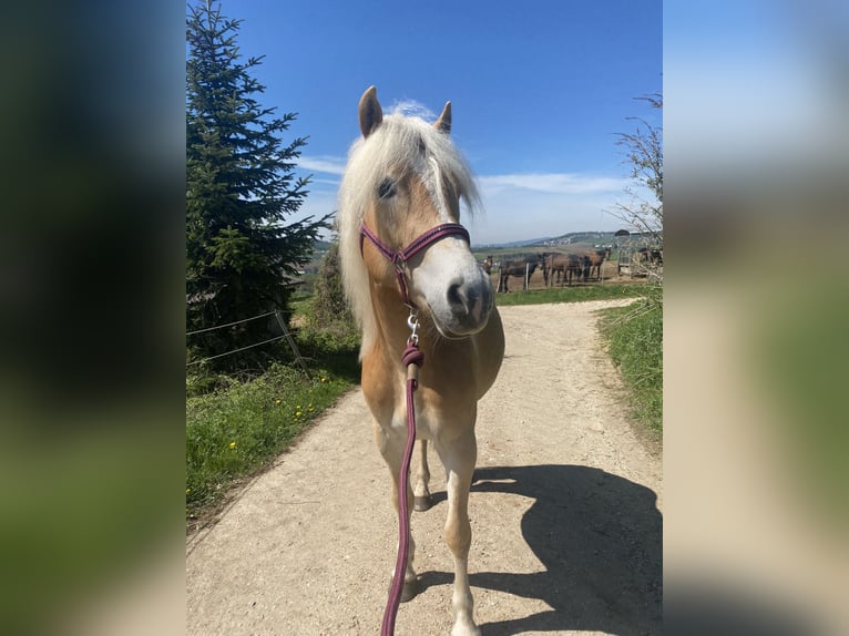 Haflinger Stute 3 Jahre in St. Georgen an der Gusen