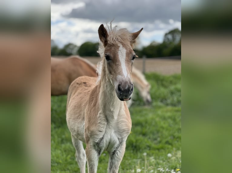 Haflinger Stute 3 Jahre Fuchs in Seedorf