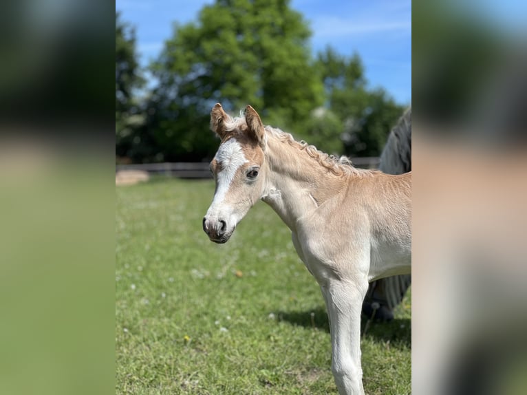 Haflinger Stute 3 Jahre Fuchs in Seedorf