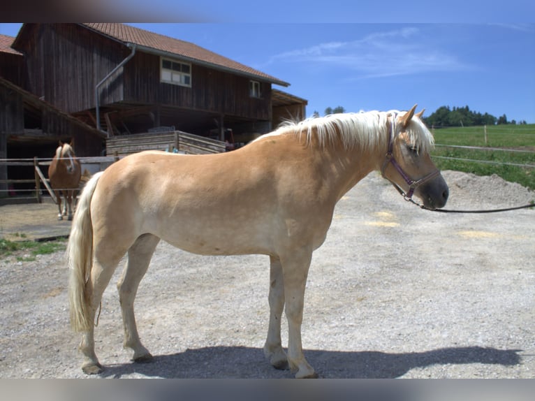 Haflinger Stute 3 Jahre Fuchs in Plasselb