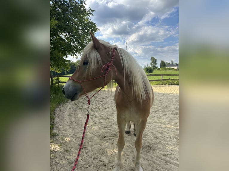 Haflinger Stute 3 Jahre Fuchs in Ruppichteroth