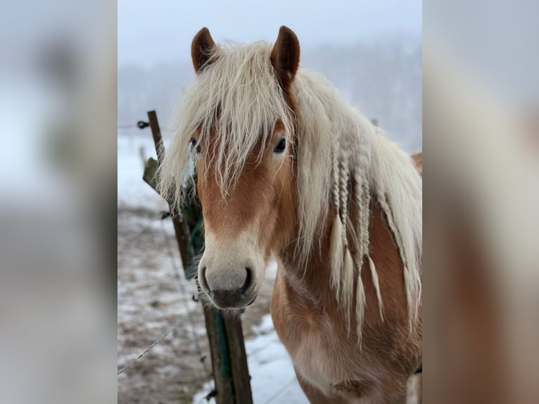 Haflinger Stute 3 Jahre Fuchs in M&#xF6;nchengladbach