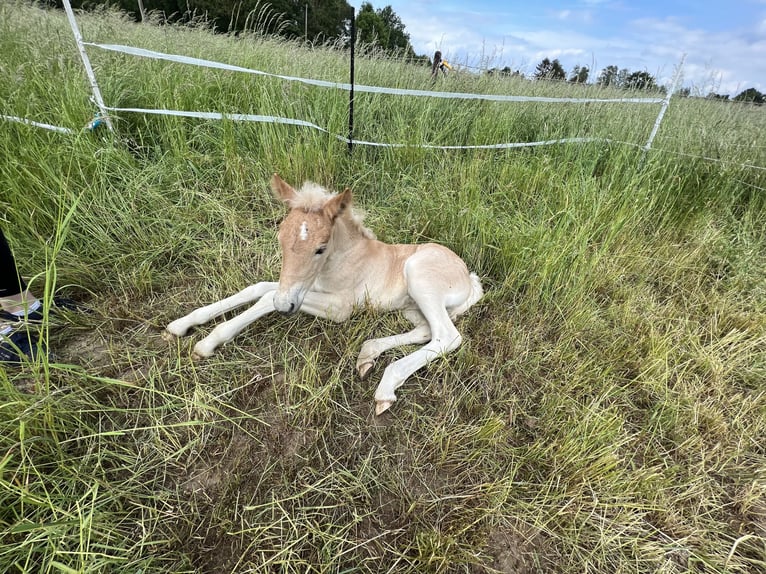 Haflinger Stute 3 Jahre Fuchs in M&#xF6;nchengladbach