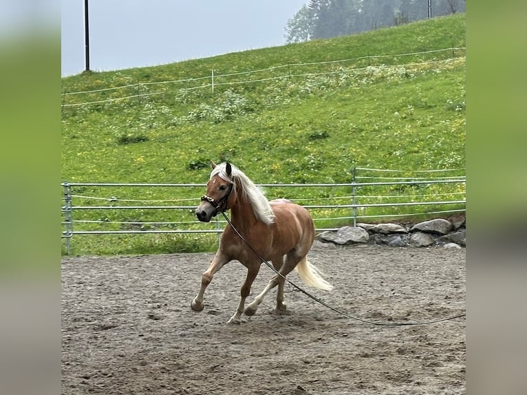 Haflinger Stute 3 Jahre in Innsbruck