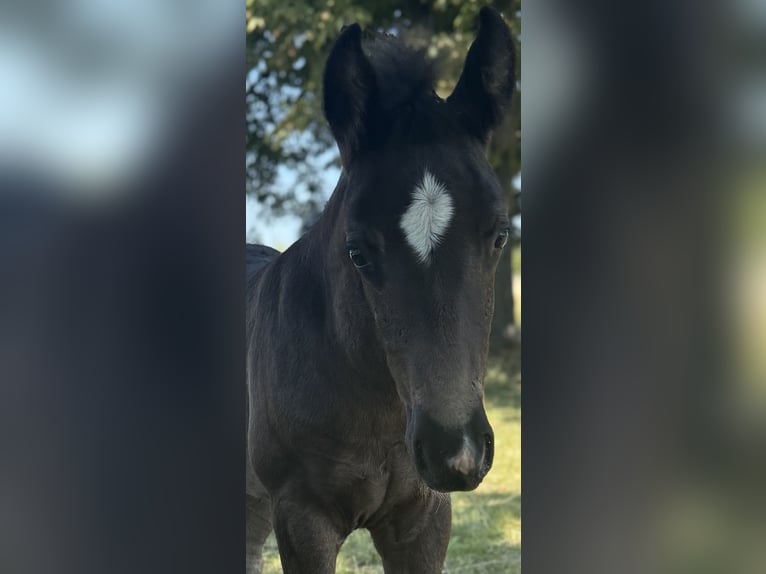 Haflinger Stute 4 Jahre 140 cm  in Freyburg