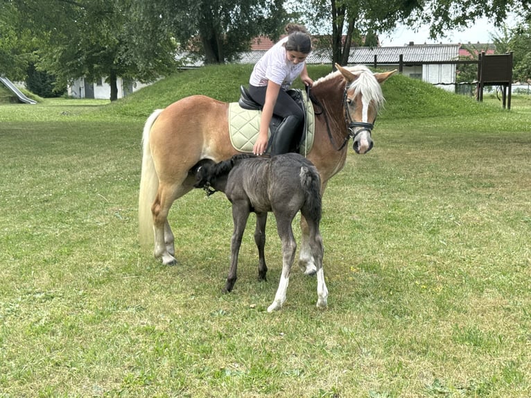 Haflinger Stute 4 Jahre 140 cm  in Freyburg