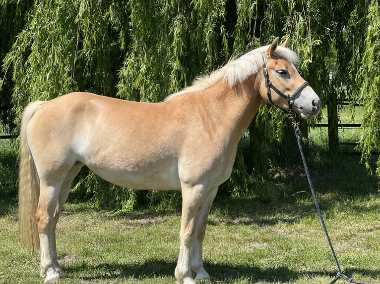 Haflinger Stute 4 Jahre 140 cm Fuchs in Stuhr