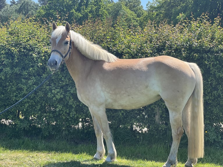 Haflinger Stute 4 Jahre 140 cm Fuchs in Stuhr