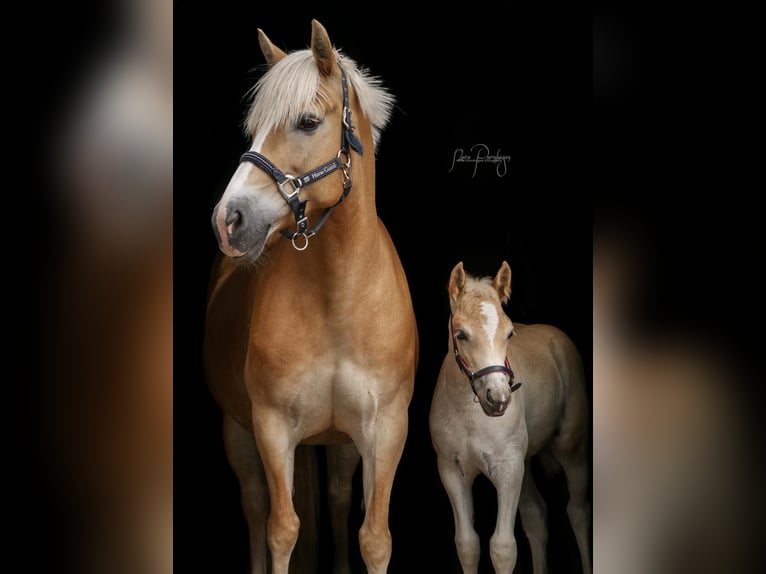 Haflinger Stute 4 Jahre 140 cm Fuchs in Stuhr