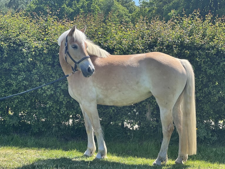Haflinger Stute 4 Jahre 140 cm Fuchs in Stuhr
