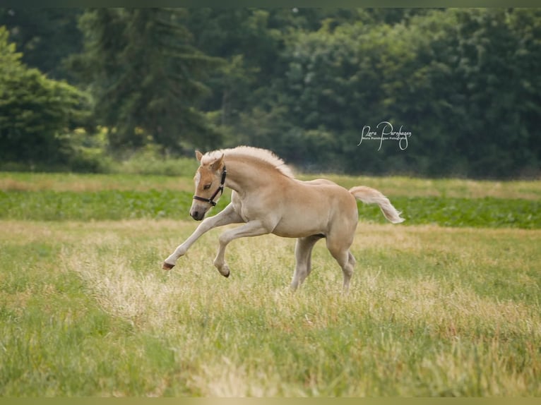 Haflinger Stute 4 Jahre 140 cm Fuchs in Stuhr