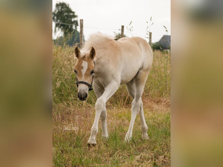 Haflinger Stute 4 Jahre 140 cm Fuchs in Stuhr