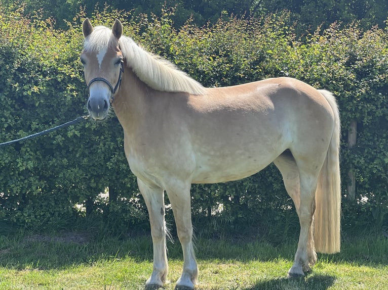 Haflinger Stute 4 Jahre 140 cm Fuchs in Stuhr