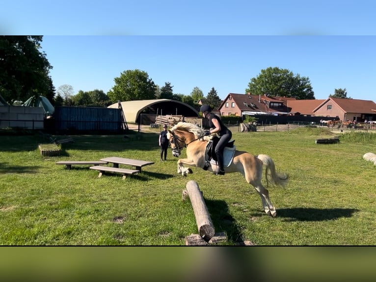 Haflinger Stute 4 Jahre 140 cm Fuchs in Stuhr