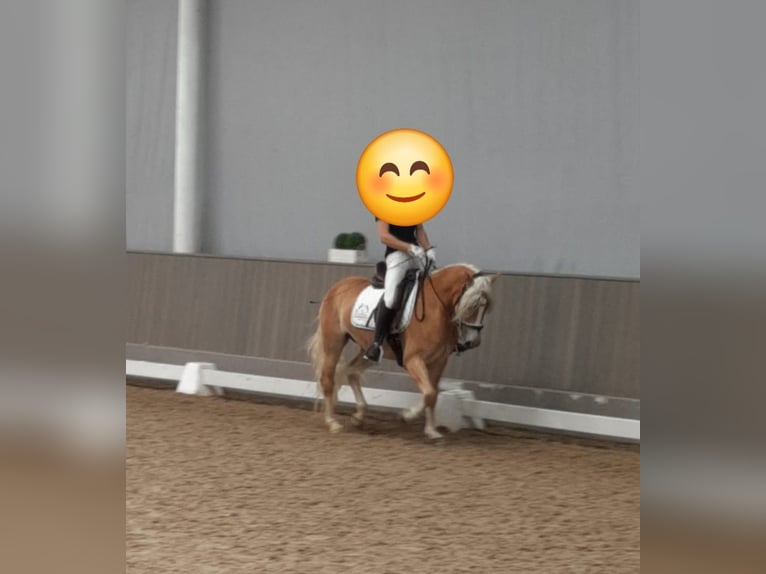 Haflinger Stute 4 Jahre 142 cm Fuchs in Selm