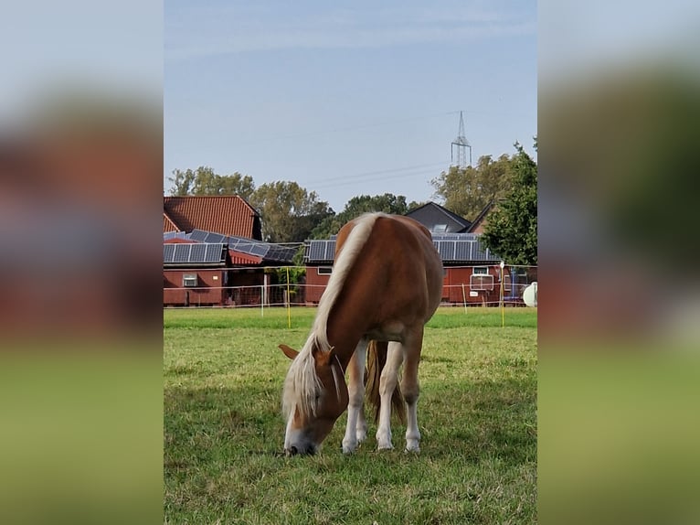 Haflinger Stute 4 Jahre 142 cm Fuchs in Selm