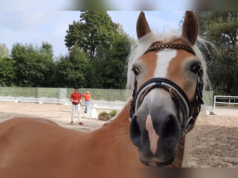 Haflinger Stute 4 Jahre 142 cm Fuchs in Selm