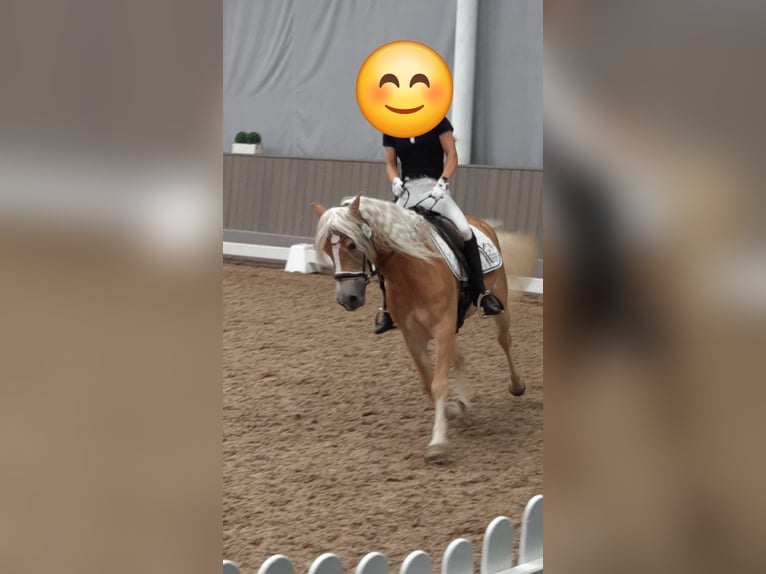 Haflinger Stute 4 Jahre 142 cm Fuchs in Selm