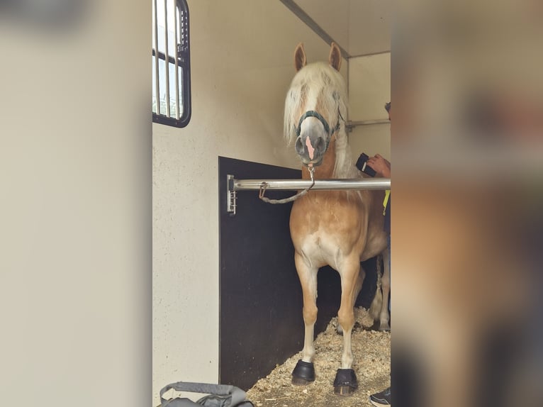 Haflinger Stute 4 Jahre 142 cm Fuchs in Selm