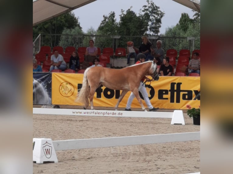 Haflinger Stute 4 Jahre 142 cm Fuchs in Selm
