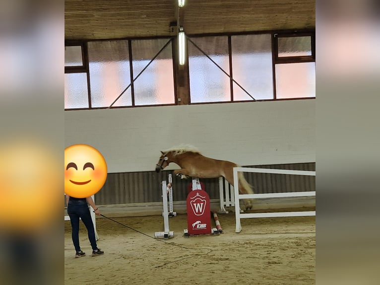 Haflinger Stute 4 Jahre 142 cm Fuchs in Selm