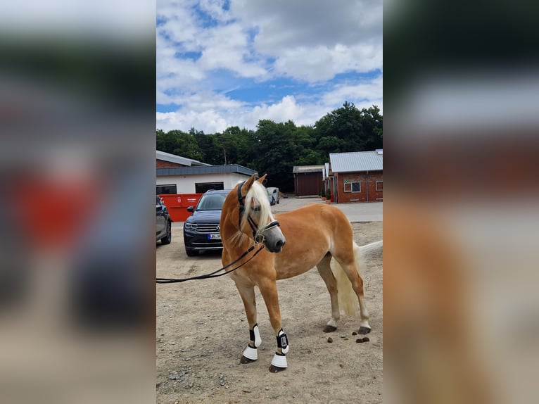 Haflinger Stute 4 Jahre 142 cm Fuchs in Selm