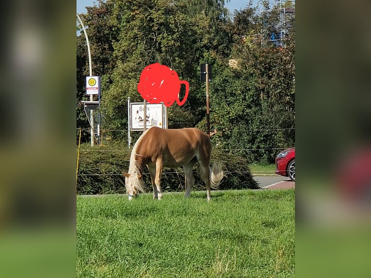 Haflinger Stute 4 Jahre 142 cm Fuchs in Selm