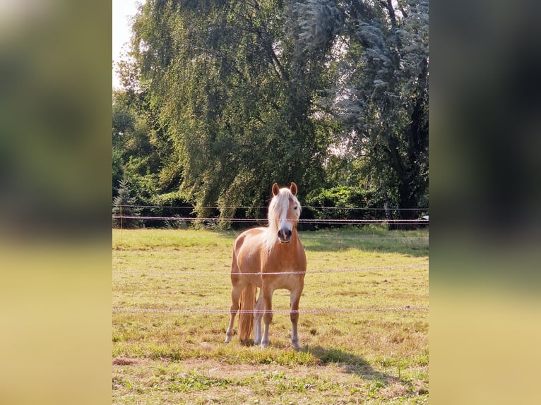 Haflinger Stute 4 Jahre 142 cm Fuchs in Selm