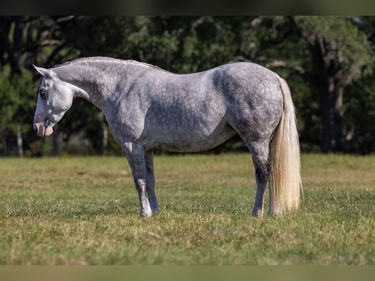 Haflinger Mix Stute 4 Jahre 142 cm Schimmel in Cuero