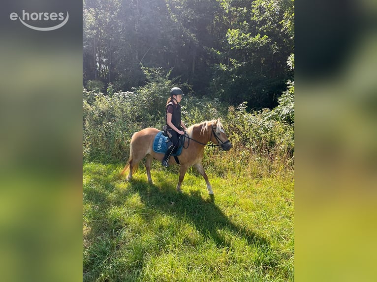 Haflinger Stute 4 Jahre 143 cm Fuchs in Mindelheim