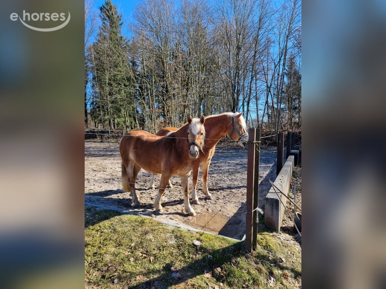 Haflinger Stute 4 Jahre 143 cm Fuchs in Mindelheim